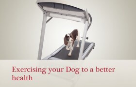 Dog Excercise