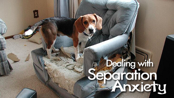 Episode 4: Separation Anxiety in Dogs