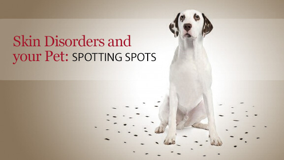 Skin disorders and your pet