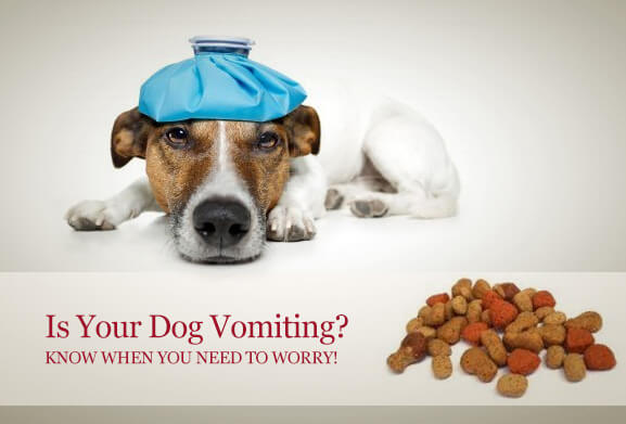 Dog Vomiting Problems?