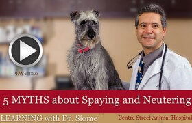 Spaying and Neutering