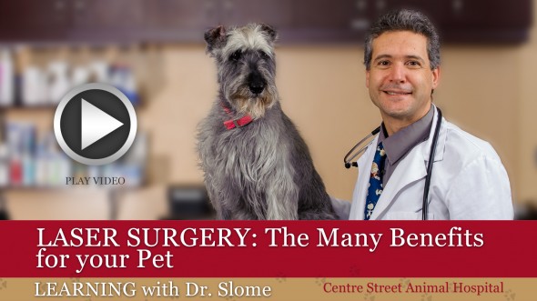 Thornhill Veterinary Clinic Benefits of Pet Laser Surgery