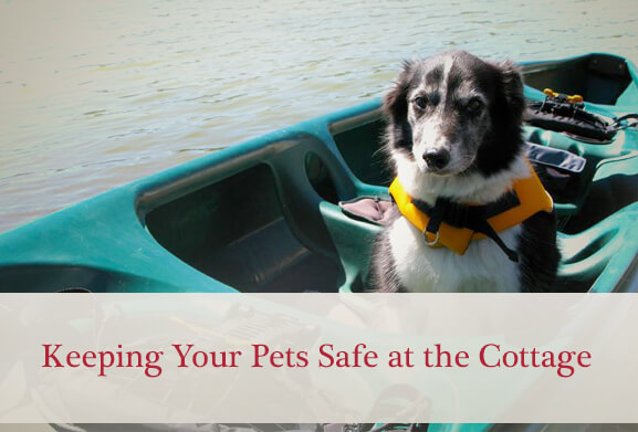Keeping Your Pets Safe at the Cottage