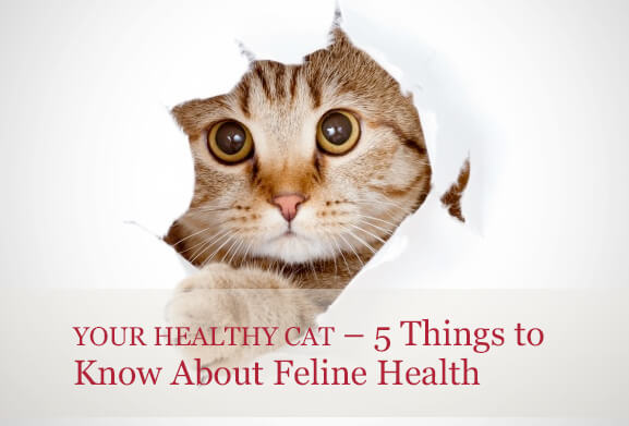 Your Healthy Cat – 5 Things to Know About Feline Health - Centre Street  Animal Hospital