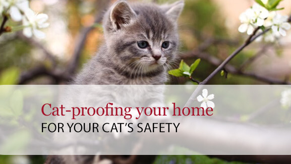 cat proofing your home