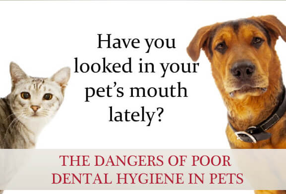 The Dangers of Poor Dental Hygiene in Pets