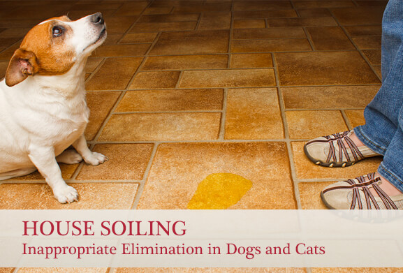house soiling: Inappropriate Elimination in Dogs and Cats