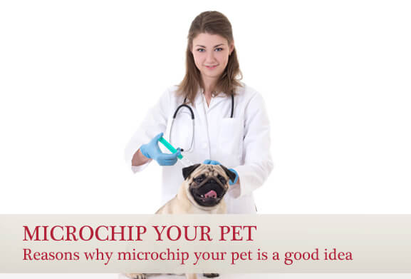 Microchip your pet. Reasons why microchip your pet is a good a idea
