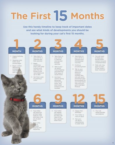 Hill's Kitten book - the first 15 months