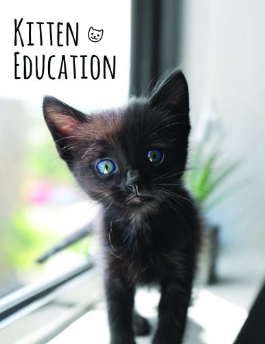 Click for kitten education
